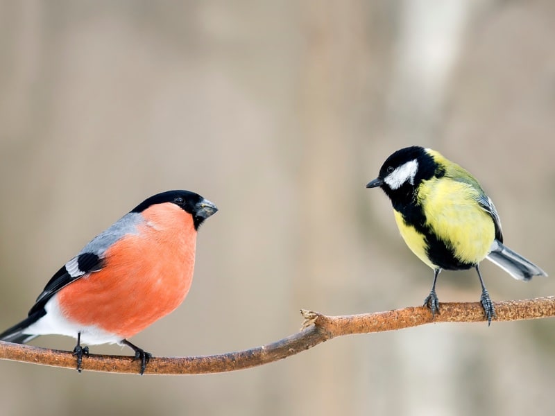 intelligenza artificiale