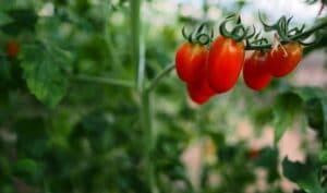 startup, agritech, agricoltura 4.0, open innovation, agrifoodtech