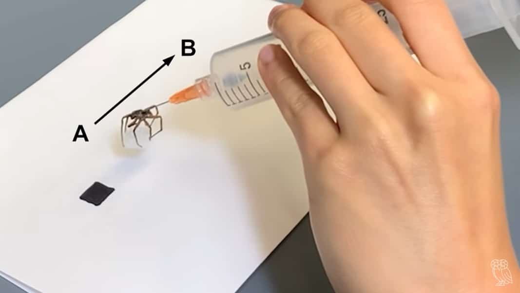Necrobotica: ragno morto trasformato in robot