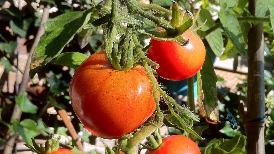 Robot con ChatGPT per la raccolta pomodori